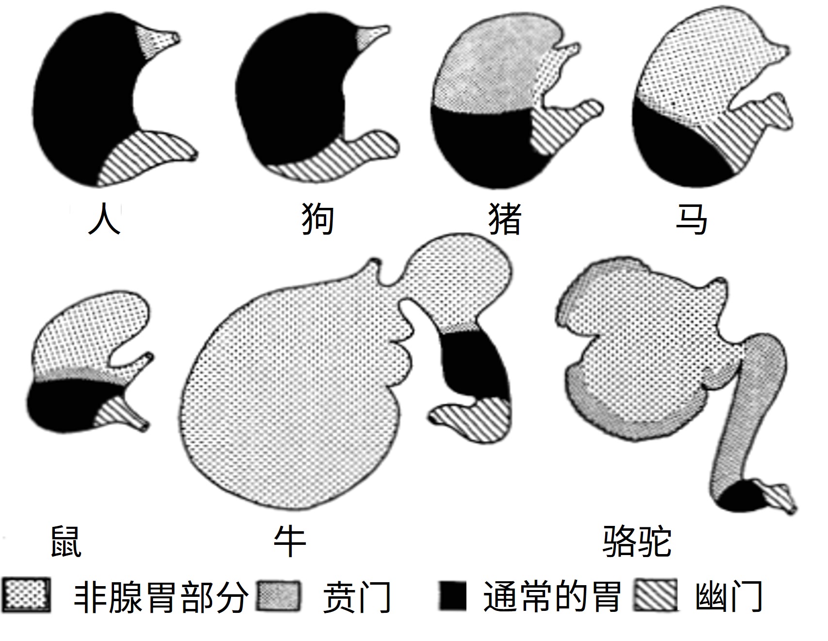 不同哺乳动物胃黏膜的类型和分布多样性