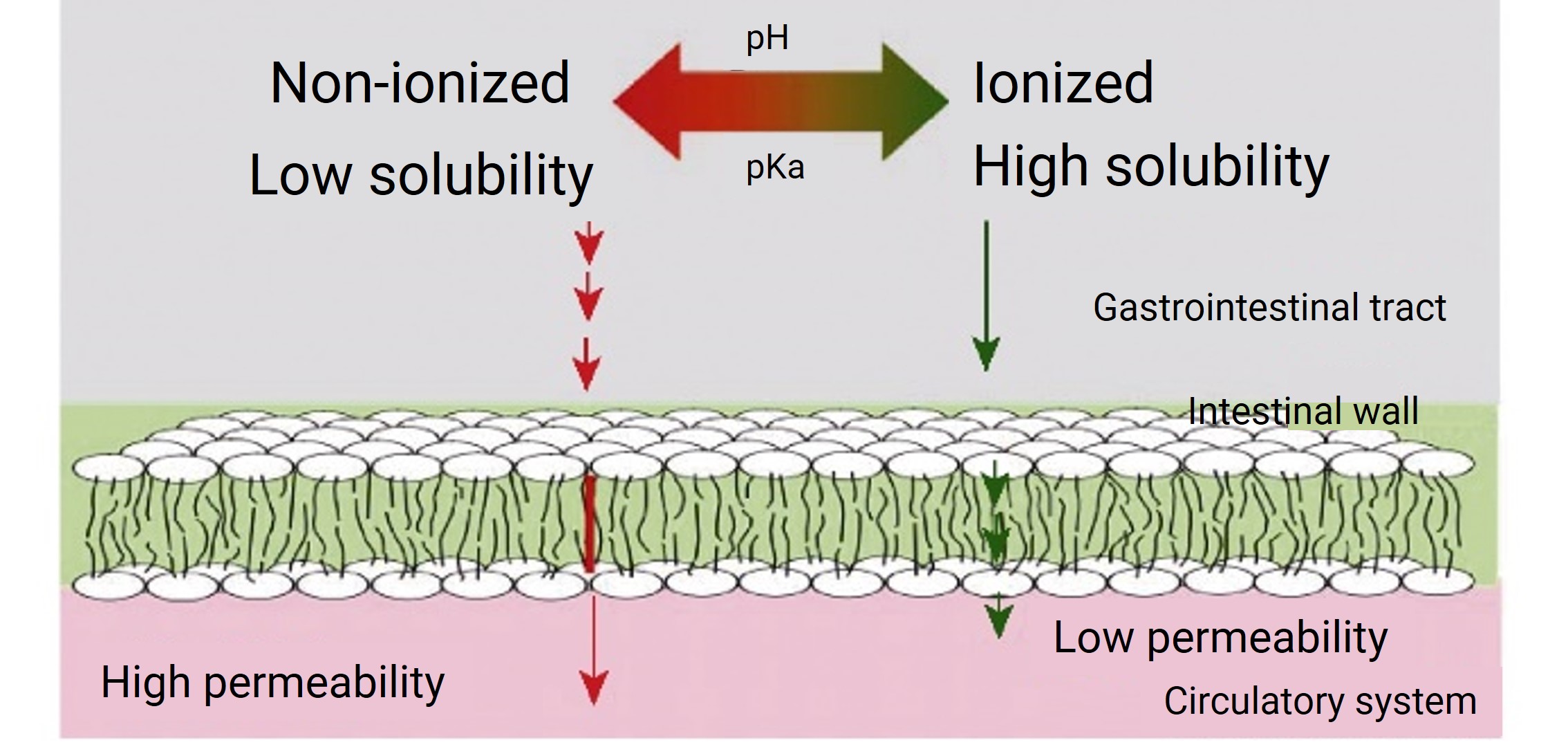 Drug pH-Dissolution-Diffusion Model