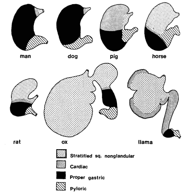 Diversity of types and distributions of gastric mucosa in different mammals