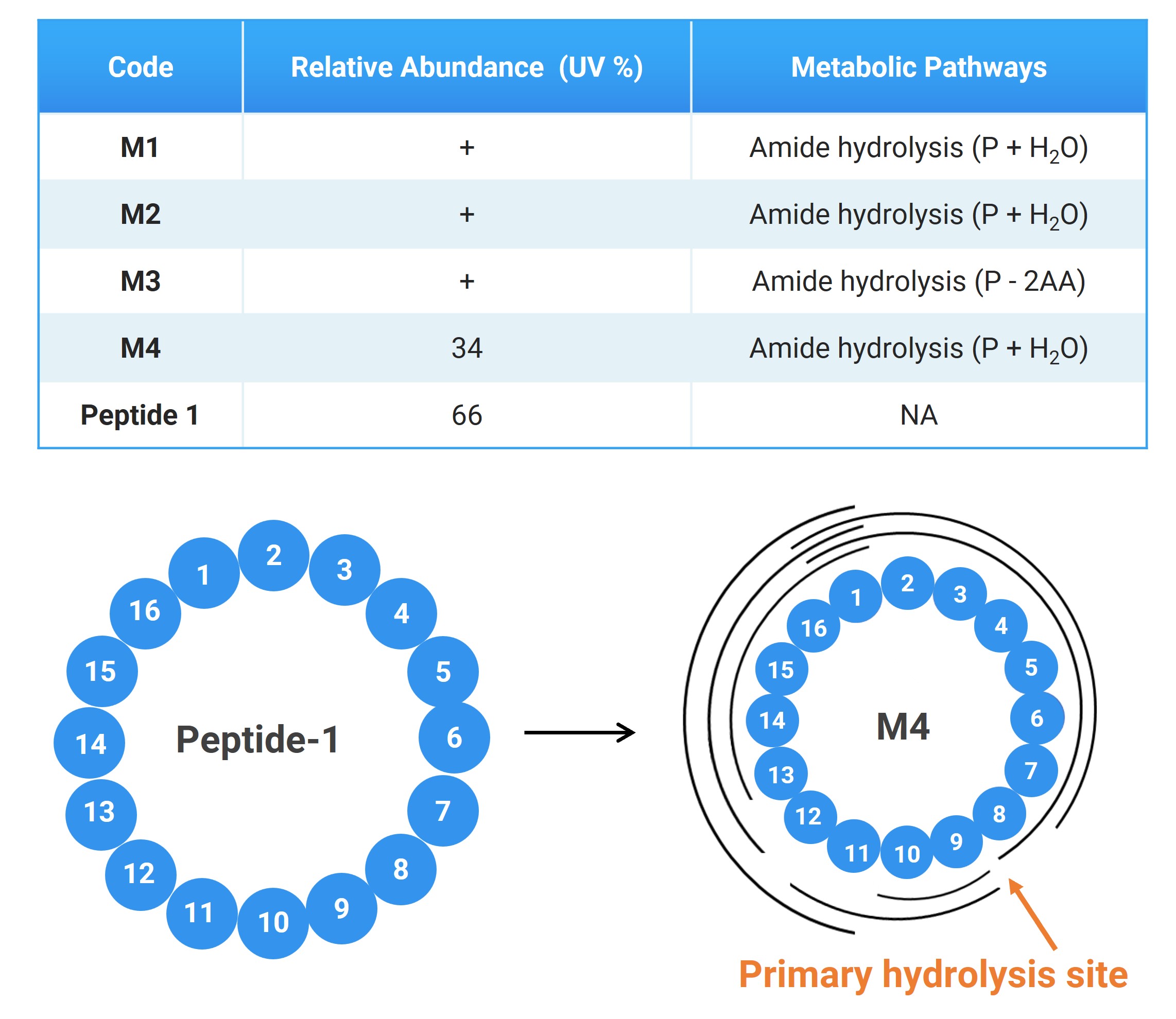 In vitro plasma metabolite study results for Peptide-1 and fragment analysis of M4