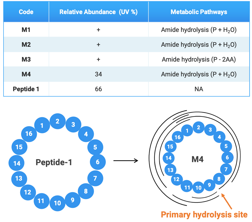 Peptide-1体外血浆代谢产物研究结果和M4碎片解析图 Peptide-1体外血浆代谢产物研究结果和M4碎片解析图