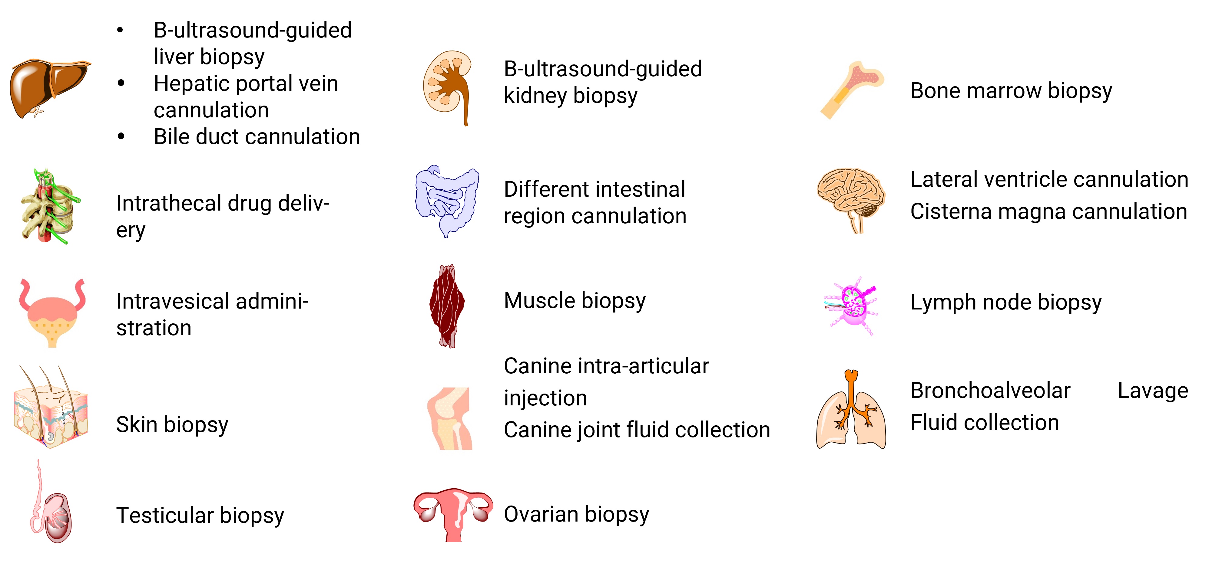 Large animal surgical models and specialized operating techniques