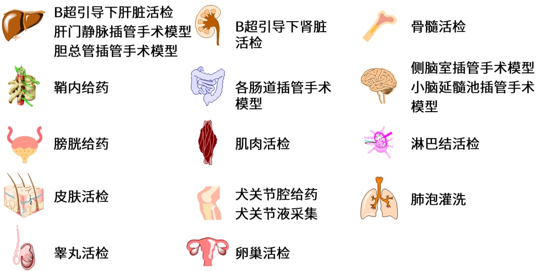 可开展的大动物手术模型和特殊操作技术