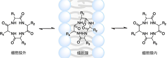 变色龙环肽分子被动扩散跨膜机制 变色龙环肽分子被动扩散跨膜机制
