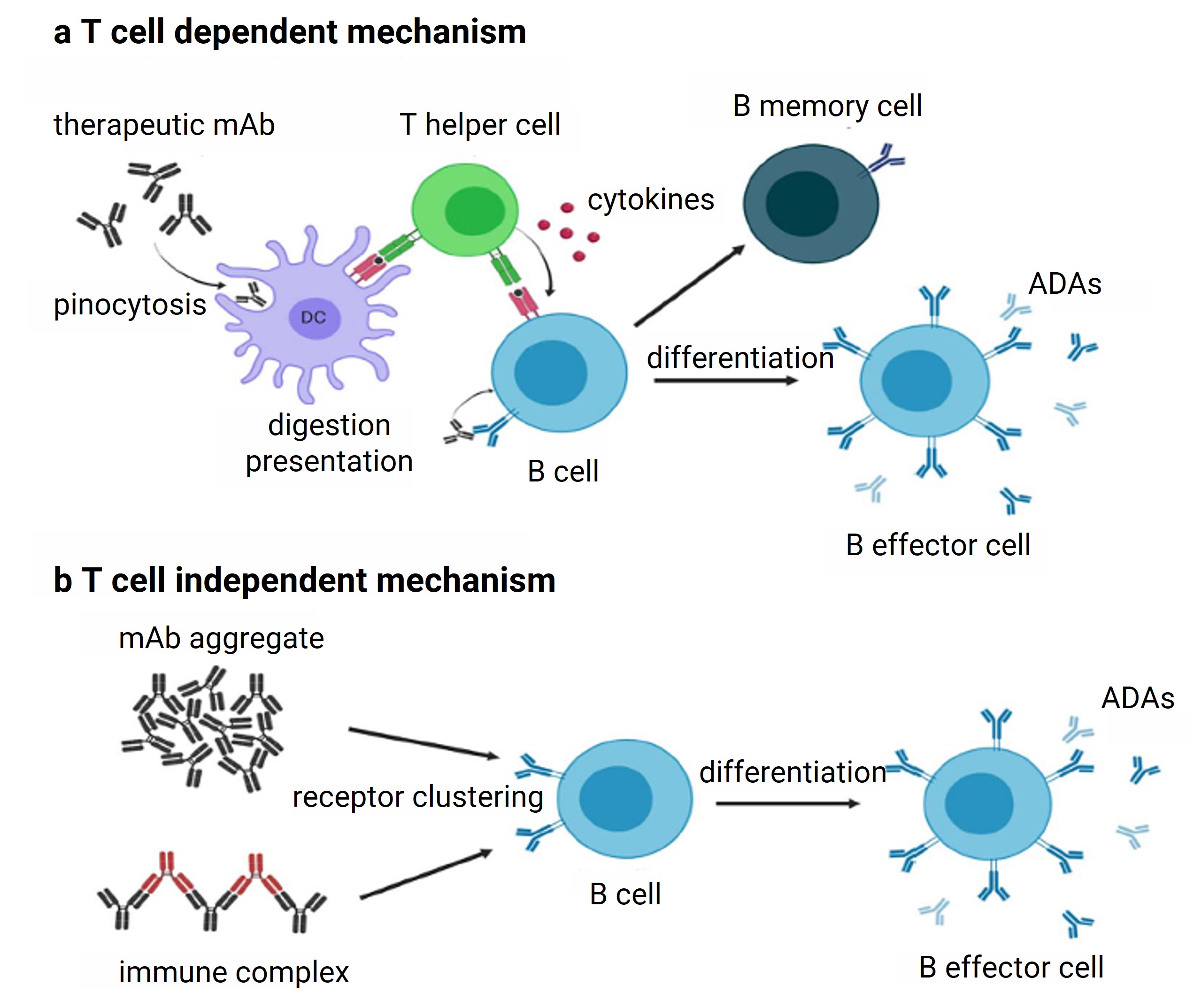 Mechanism of anti-drug antibody formation