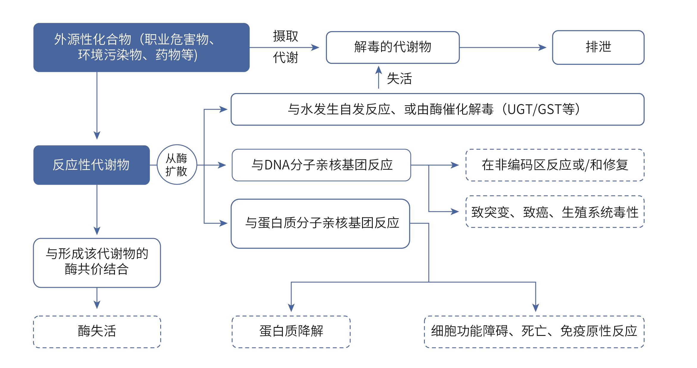 外源性化合物的代谢途径