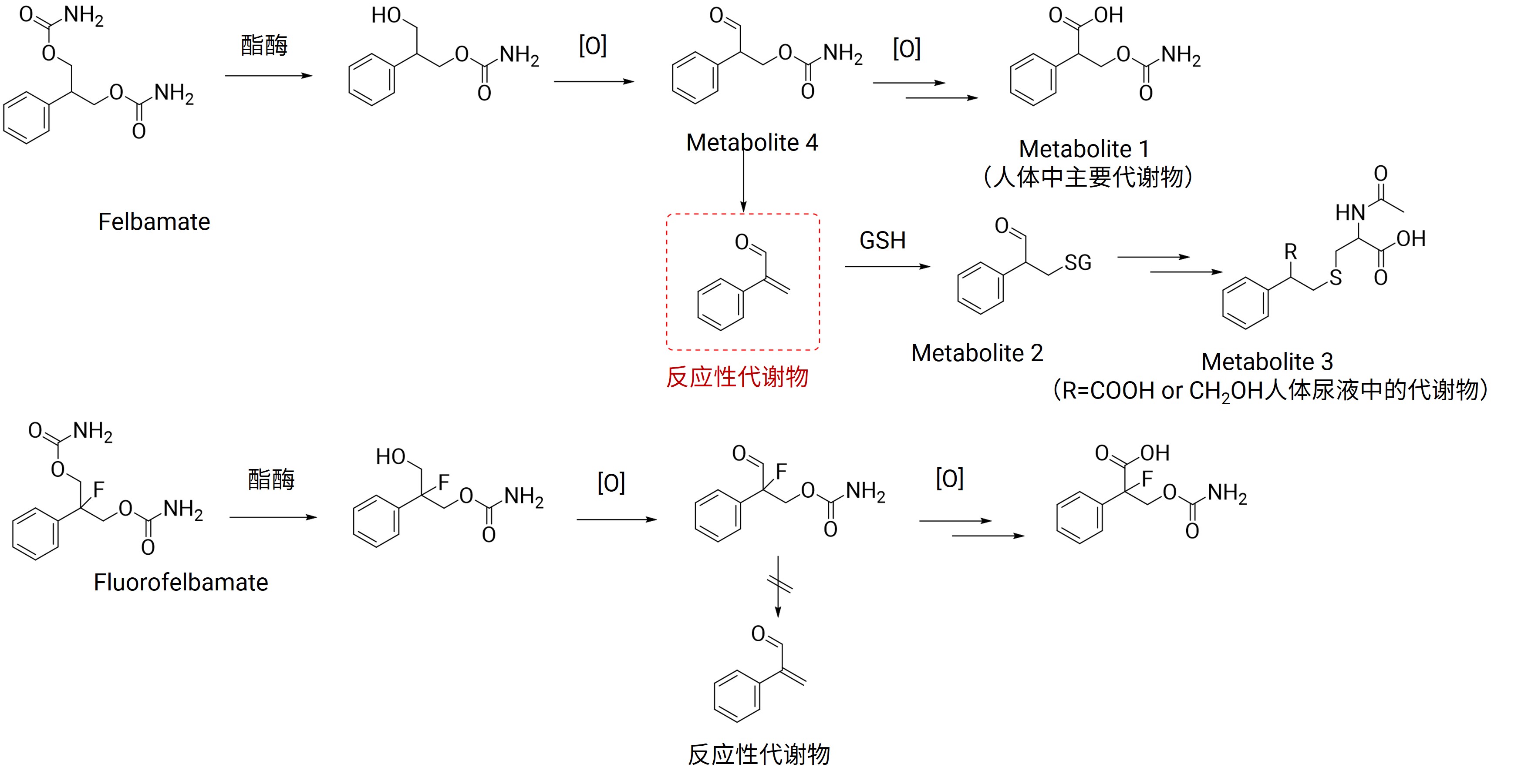非尔氨酯和氟代非尔氨酯的代谢途径