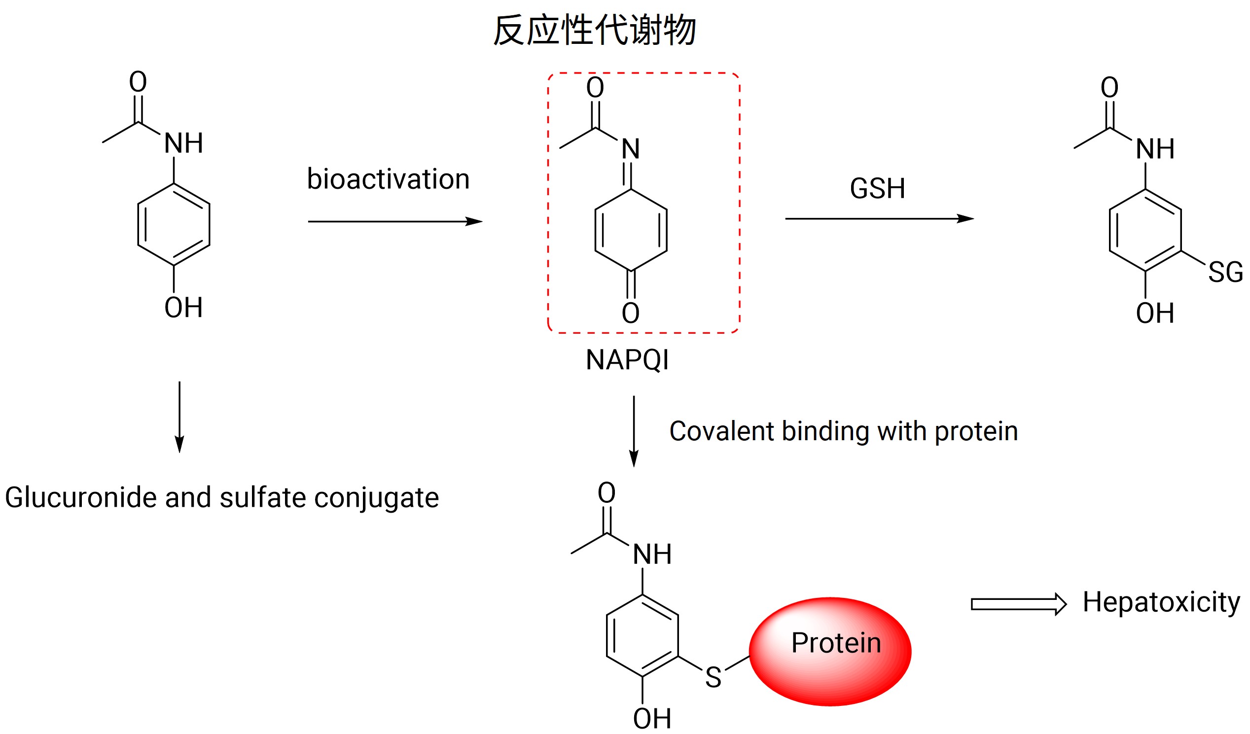 对乙酰氨基酚代谢活化过程