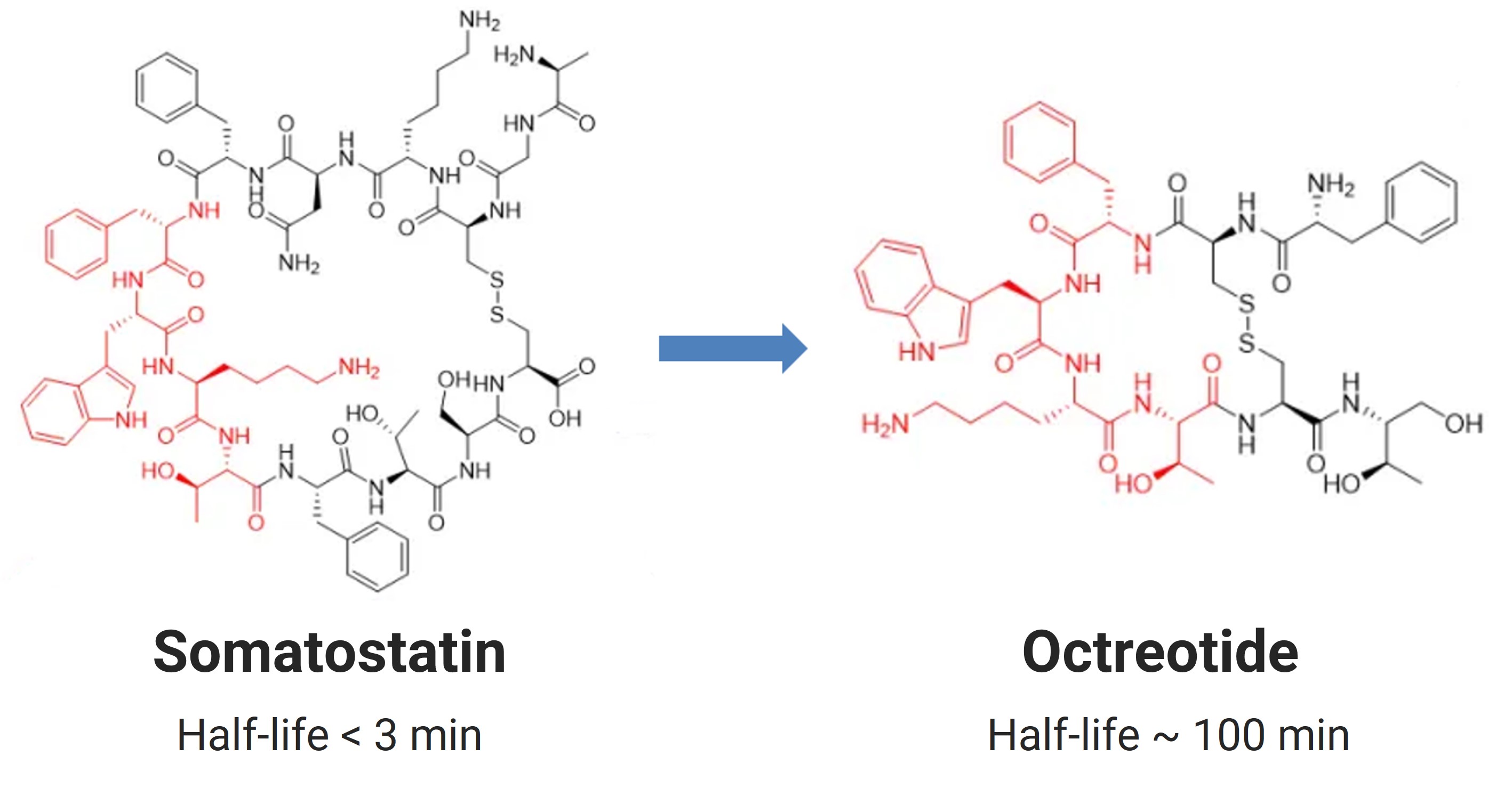 Modification of Somatostatin to Octreotide (red indicates the pharmacophore)