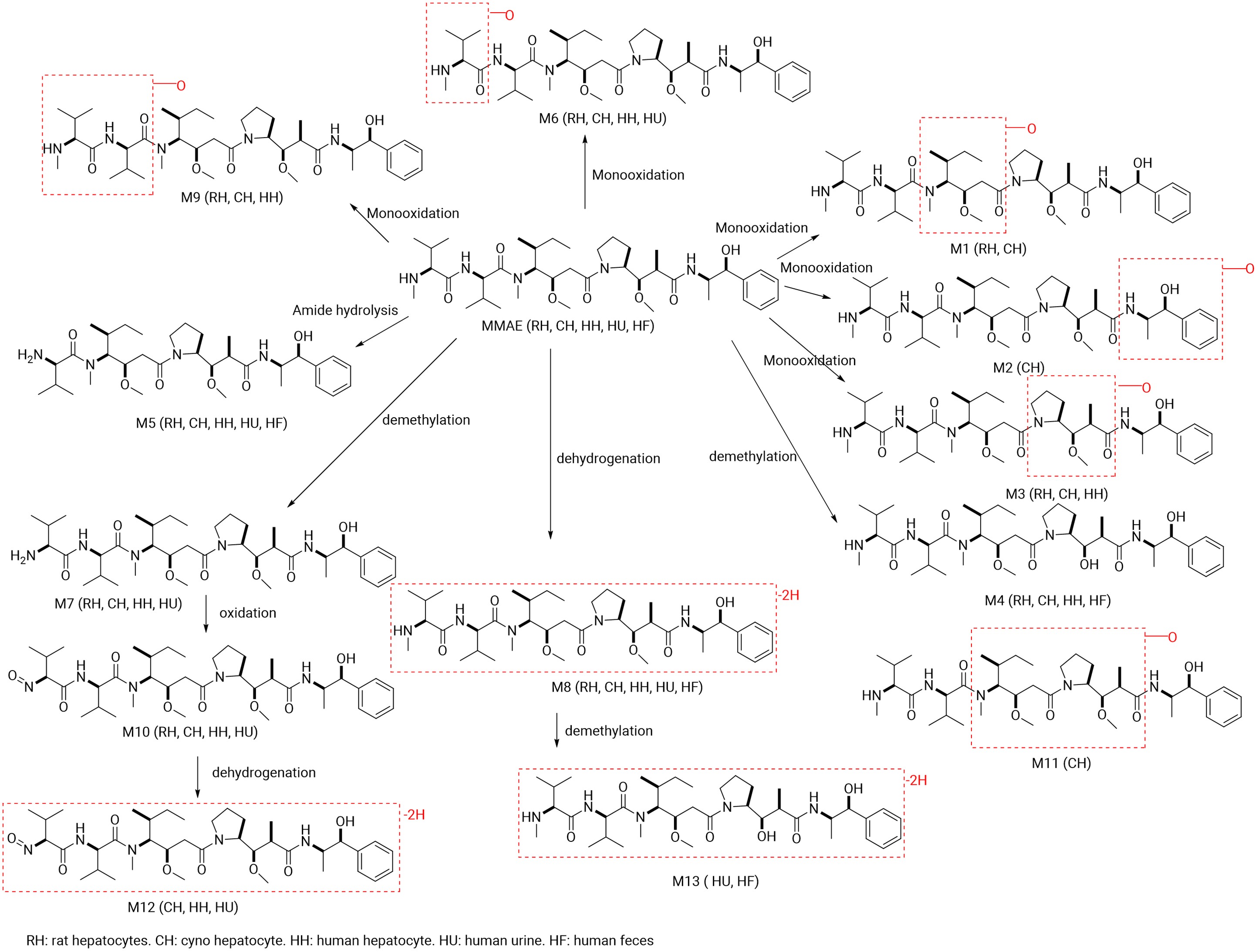 Summary of MMAE Metabolites Identified in In Vitro and Clinical Samples Summary of MMAE Metabolites Identified in In Vitro and Clinical Samples