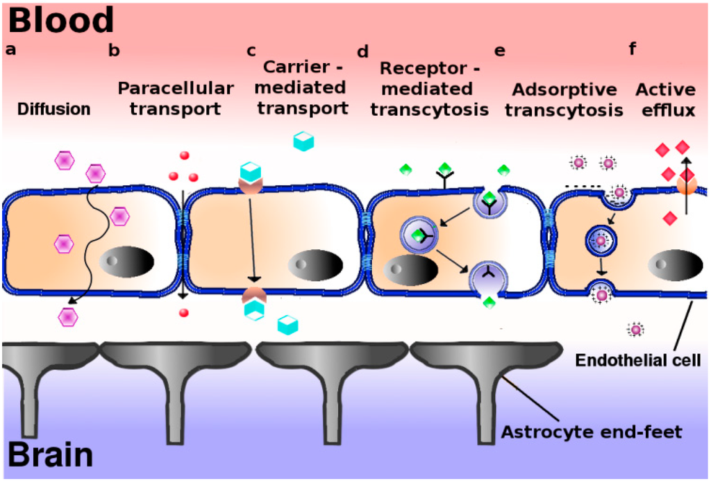 The Way Substances Enter and Leave the Blood-Brain Barrier