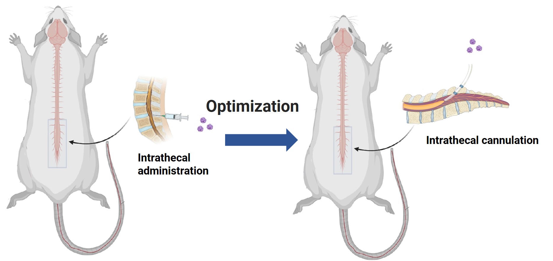 Schematic of WuXi AppTec DMPK’s Optimized Rat Intrathecal Catheterization Model