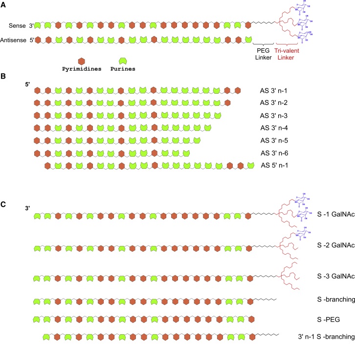 The metabolic pathway of GalNAc-siRNA The metabolic pathway of GalNAc-siRNA