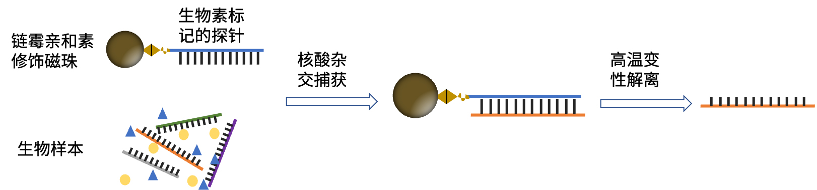核酸分子杂交示意图 核酸分子杂交示意图