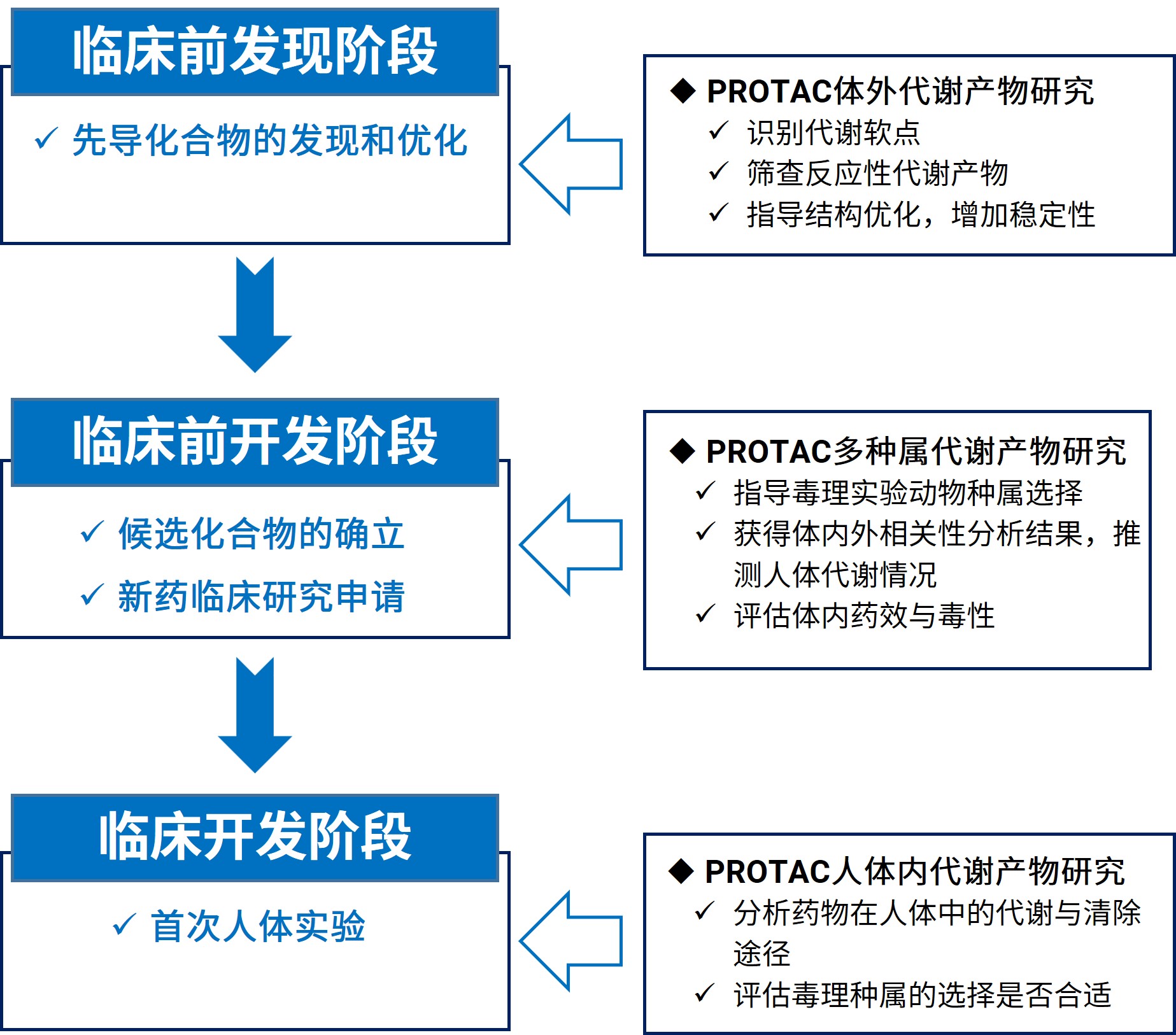 代谢产物鉴定研究在PROTAC药物研发各阶段的作用