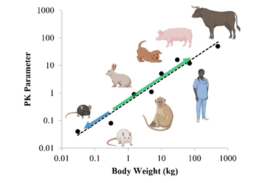 Predicting Human PK Parameters Using an Allometric Scaling Model
