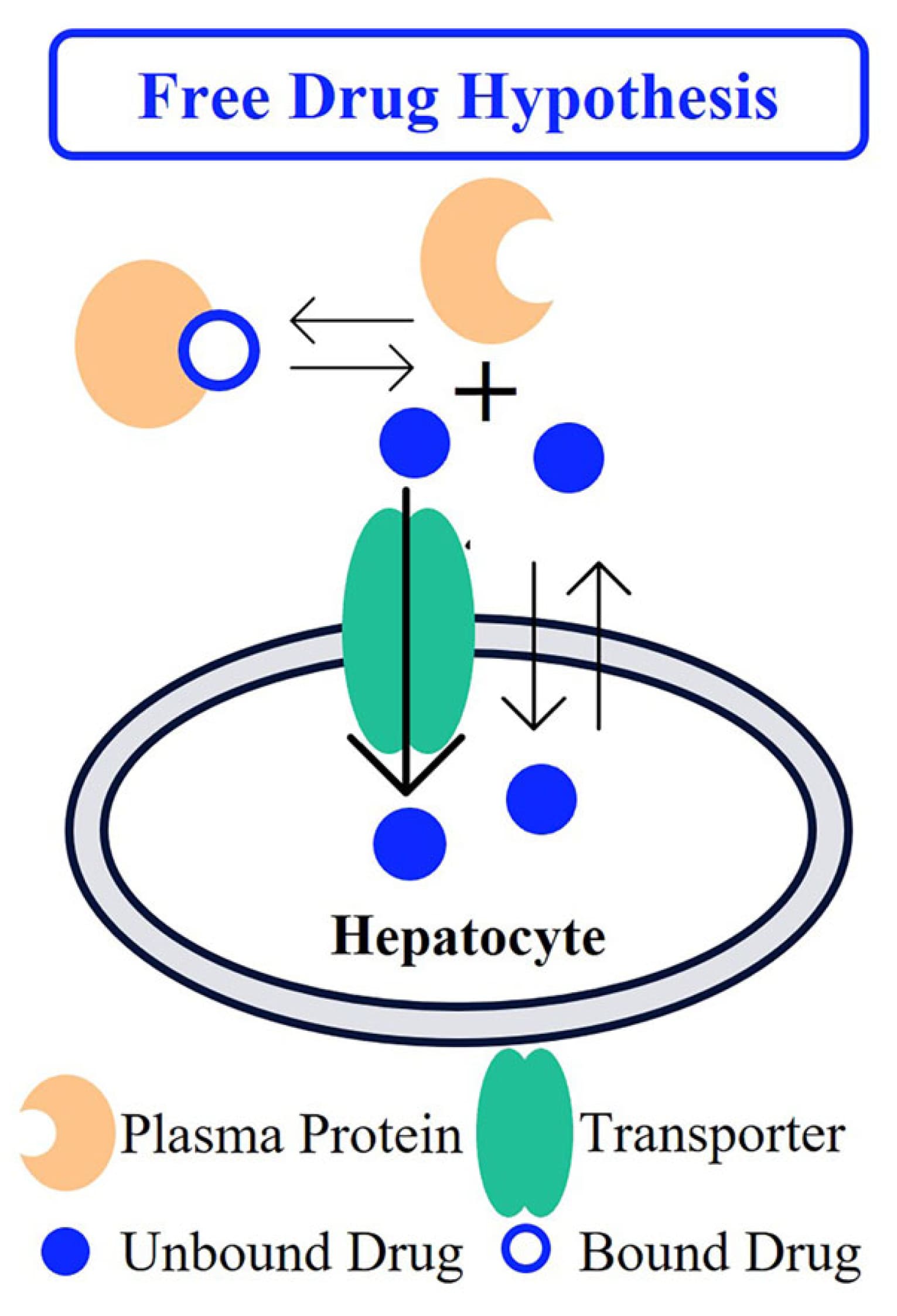 Free drug hypothesis
