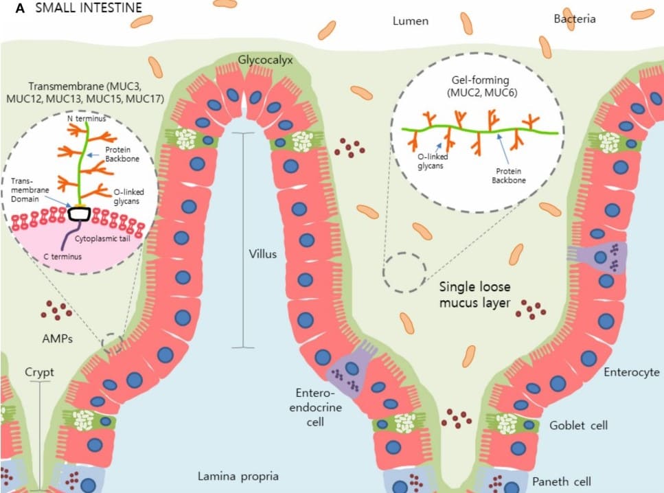 Schematic diagram of the small intestine structure