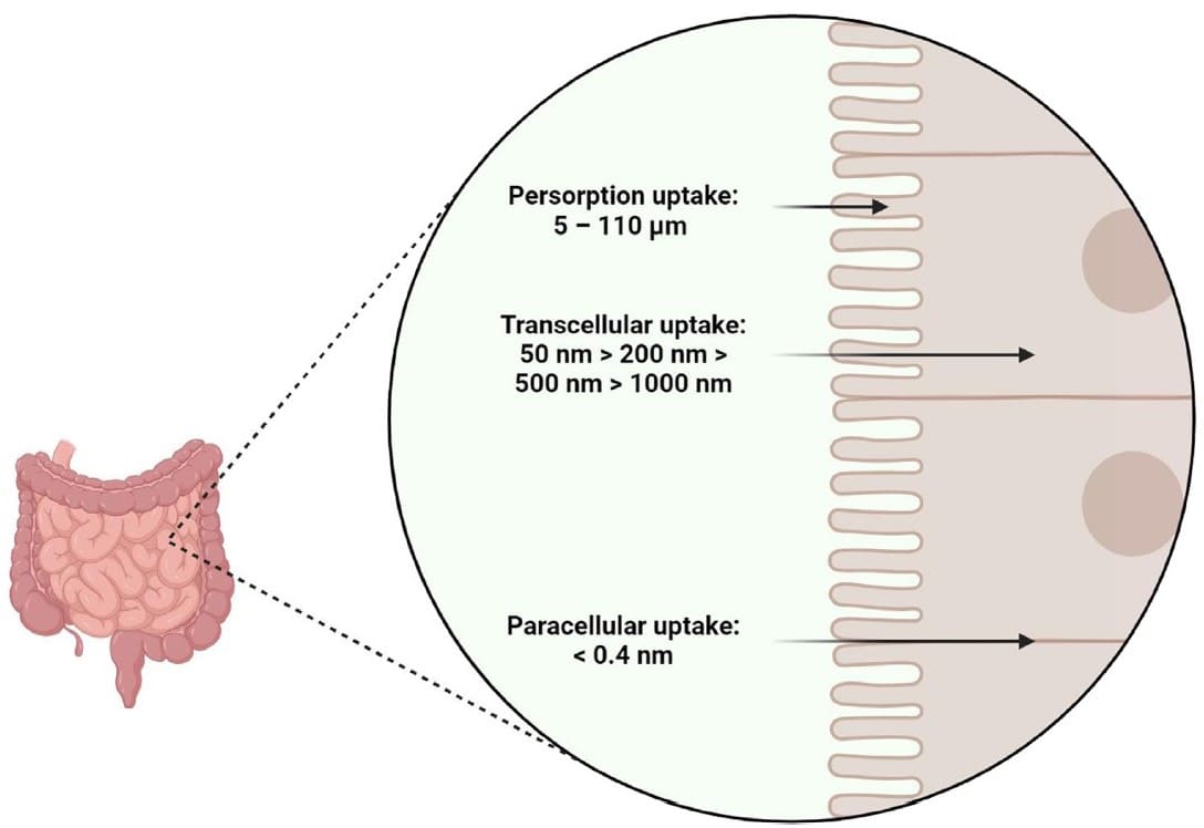 Transmembrane transport modes of intestinal epithelial cells