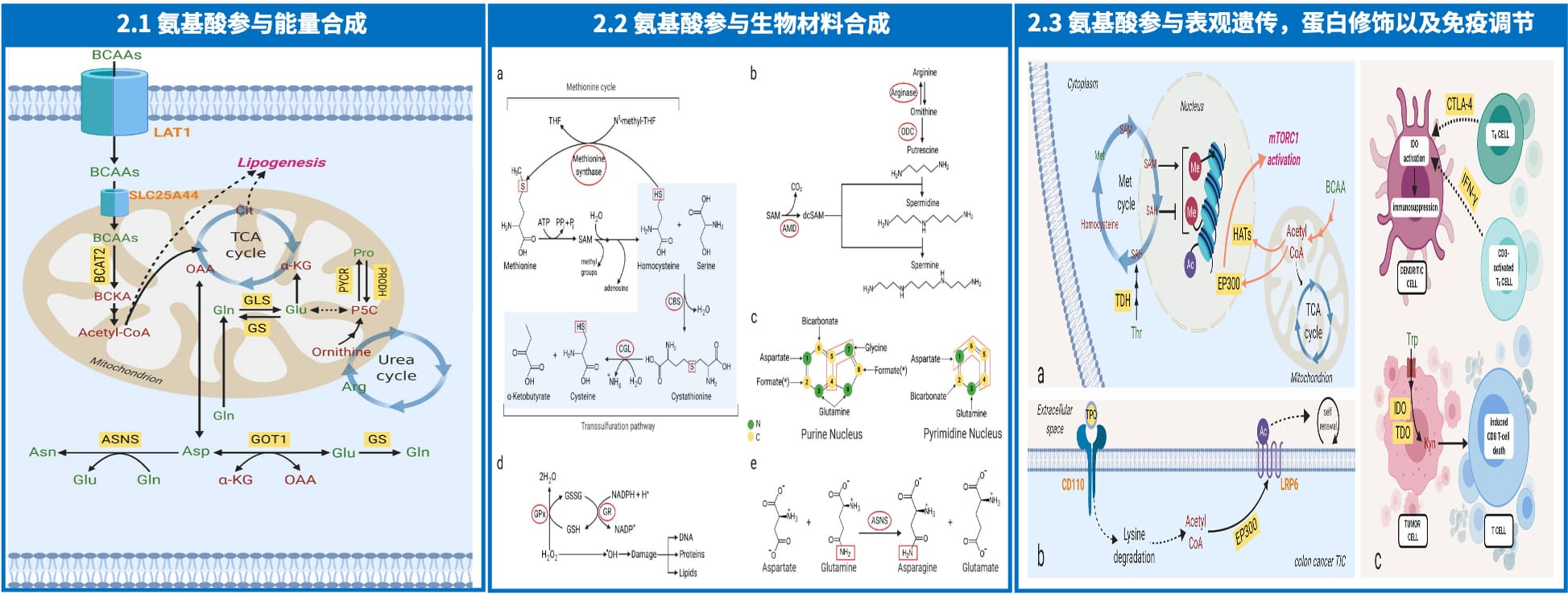 氨基酸的生物学功能 氨基酸的生物学功能