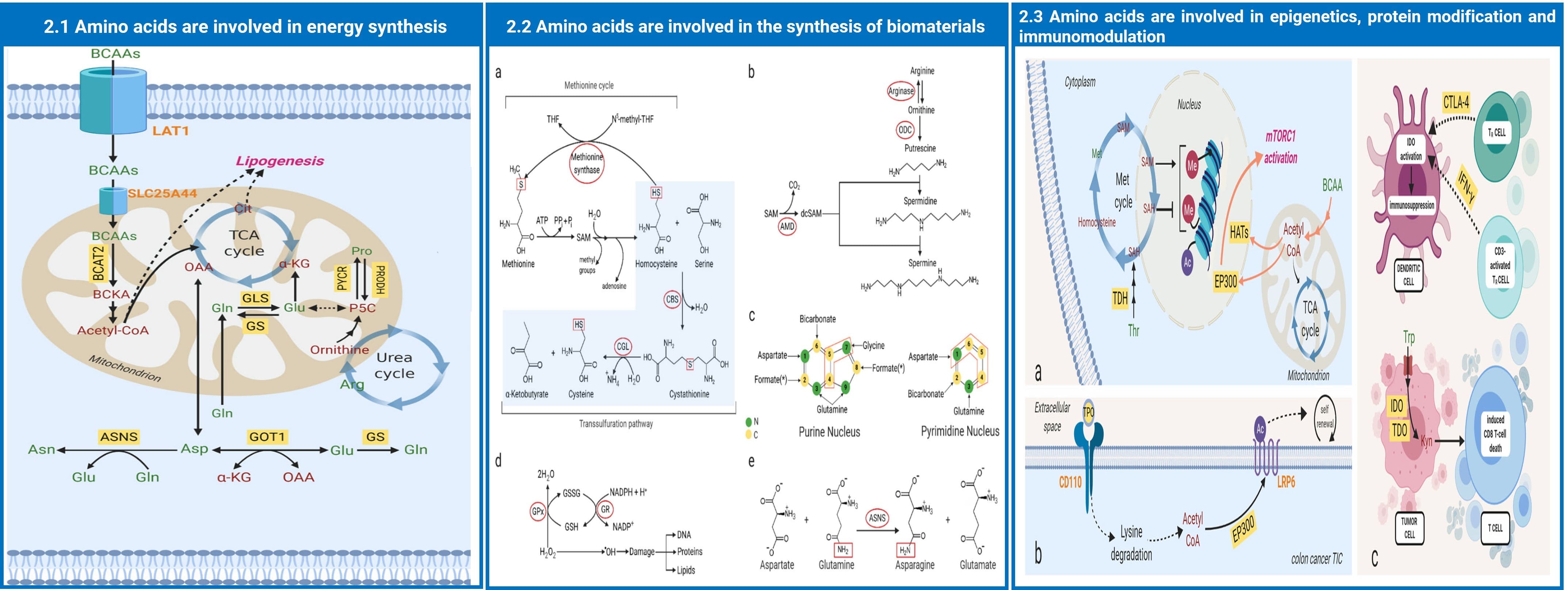 Biological functions of amino acids