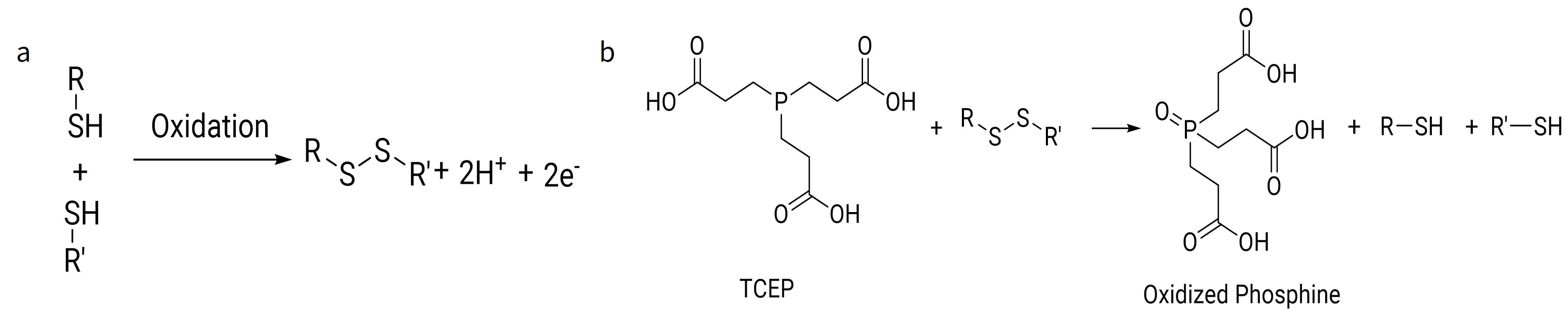 a. Oxidation of free thiol to a dimer; b. Reduction to monomer by TCEP
