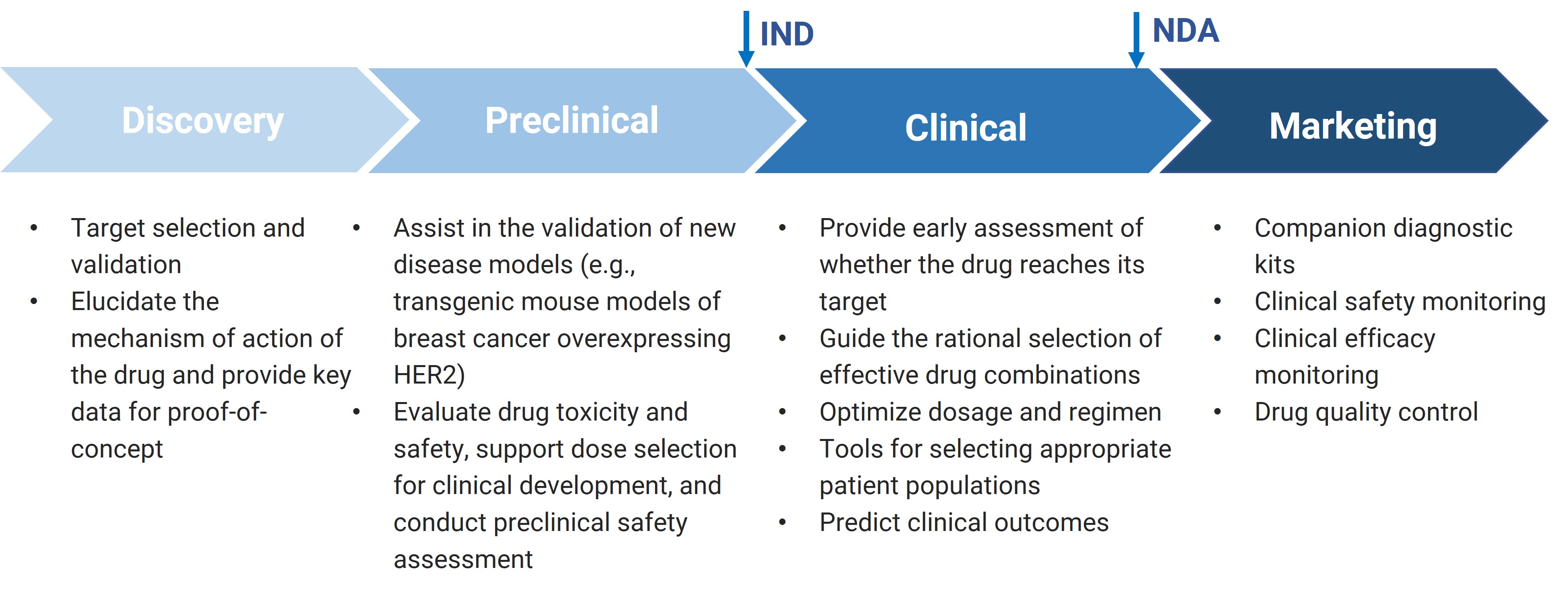 The key role of biomarkers in various stages of new drug development The key role of biomarkers in various stages of new drug development