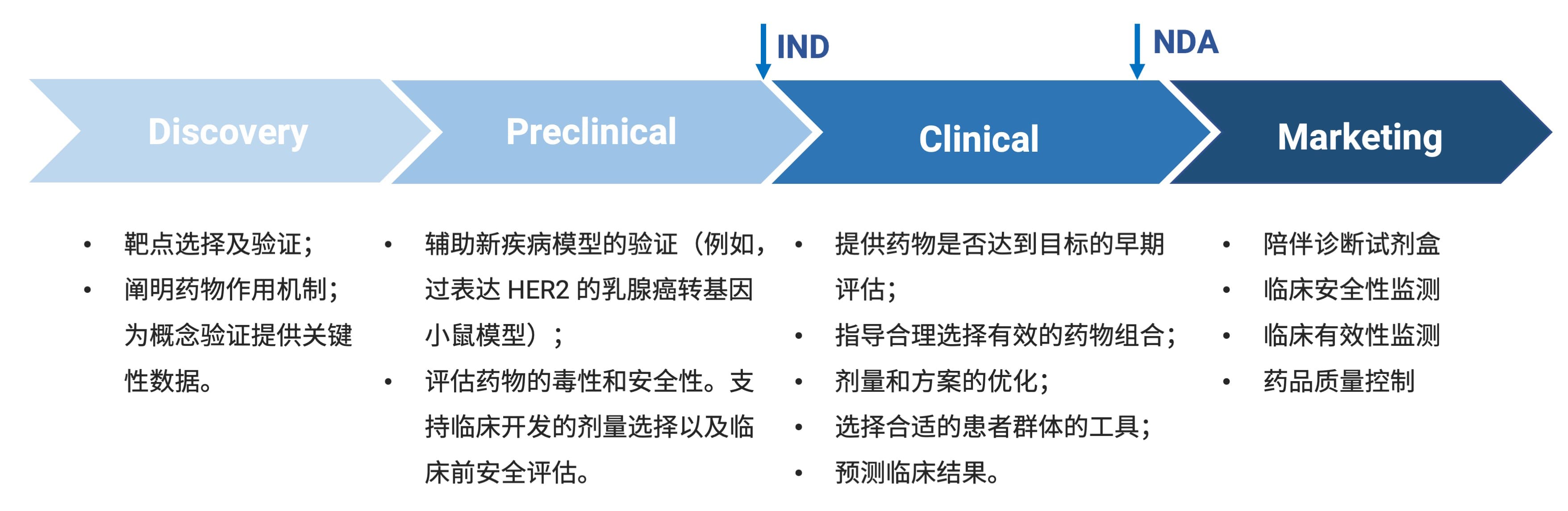 Biomarker在新药研发各阶段中的关键作用