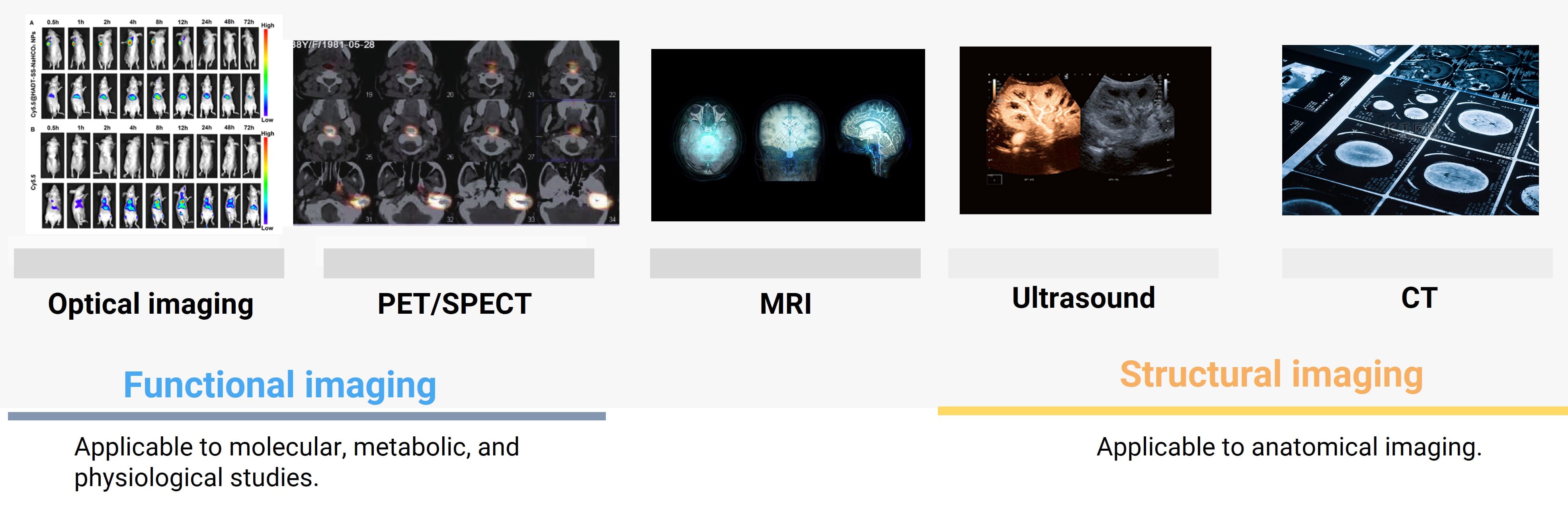 In vivo animal imaging technologies