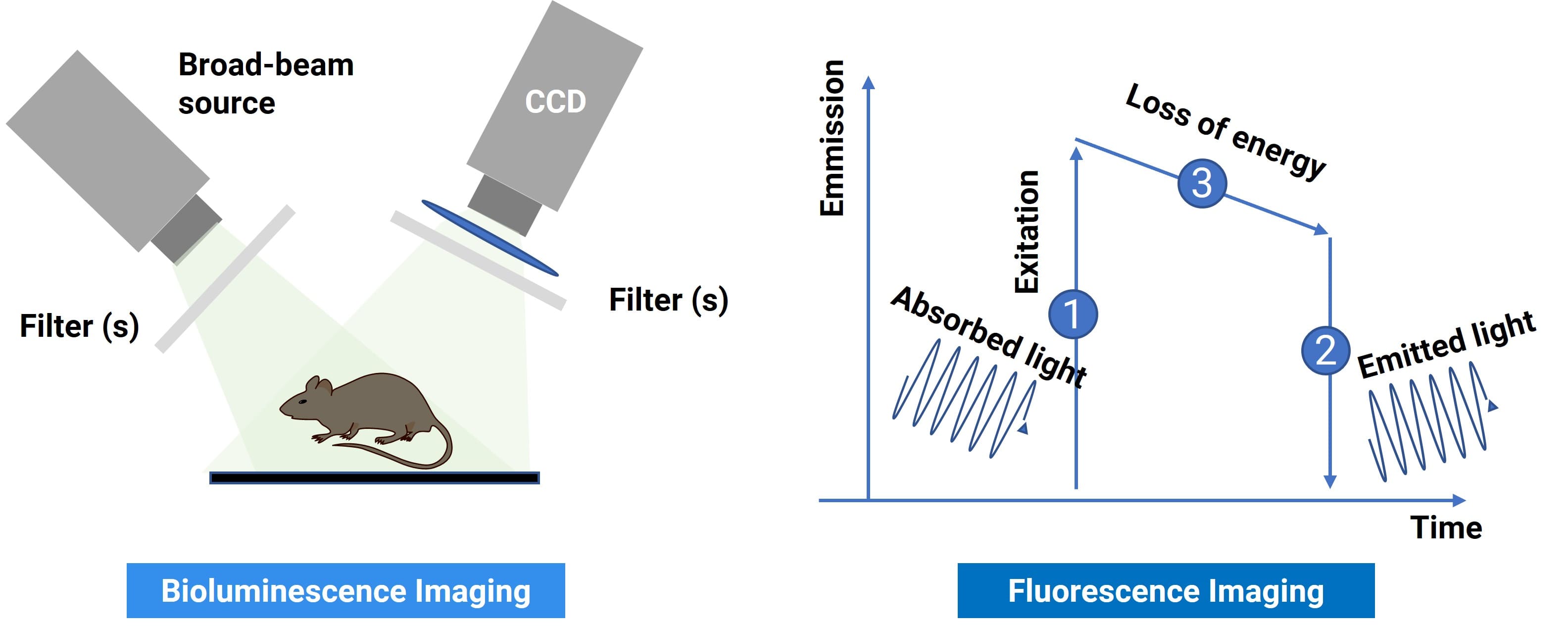 Schematic diagram of bioluminescence imaging and fluorescence imaging