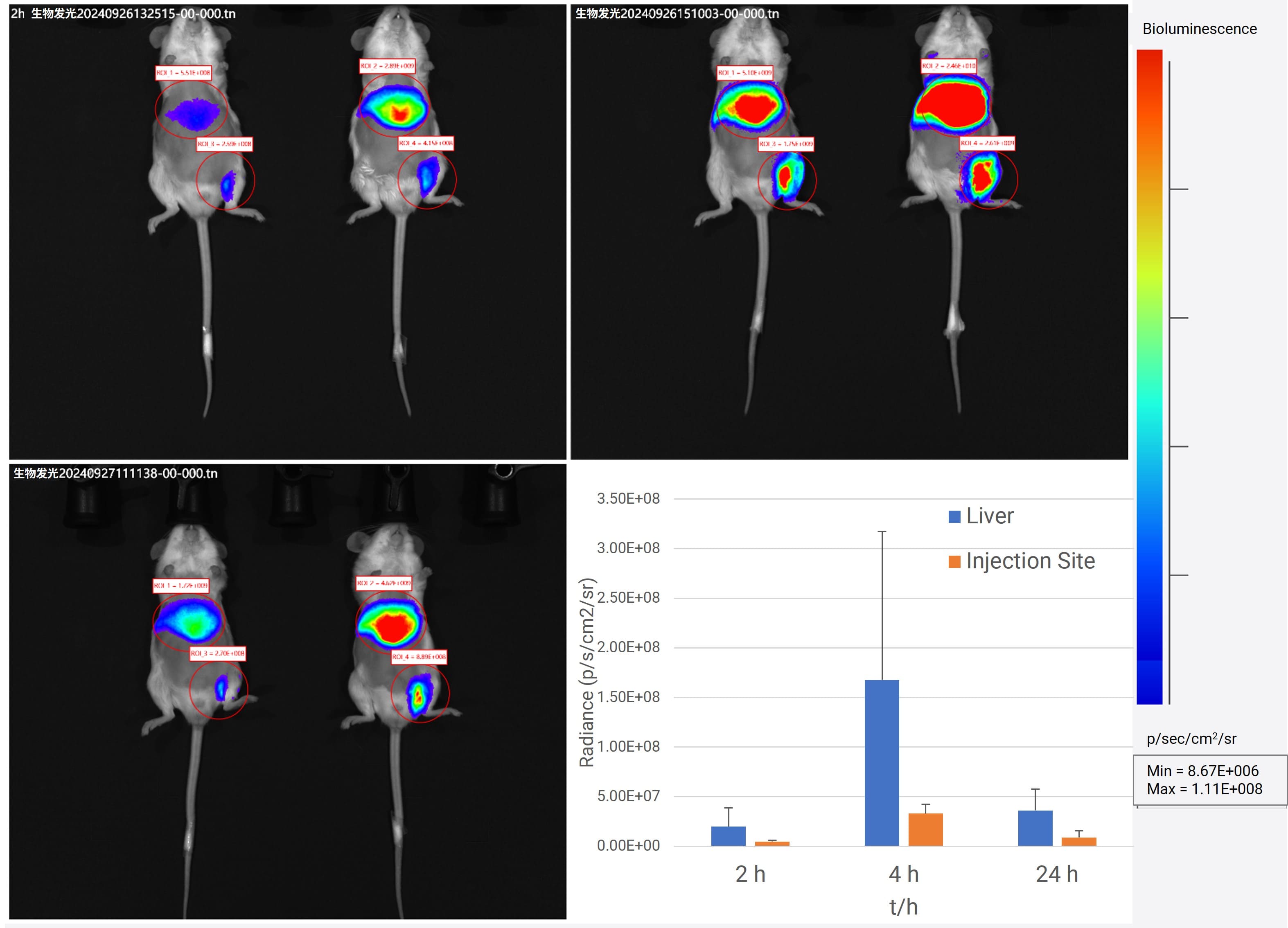 Expression and distribution of FLuc in the animal body at different time points