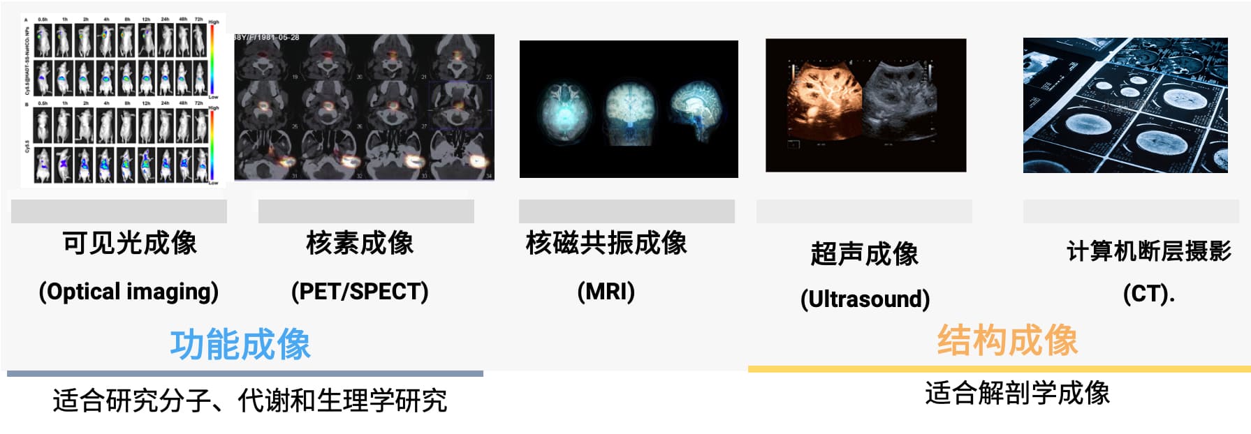 活体动物体内成像技术