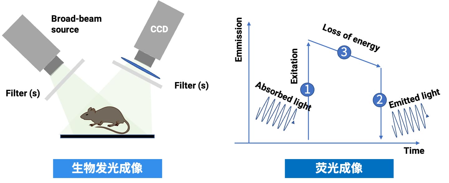 生物发光成像与荧光成像示意图