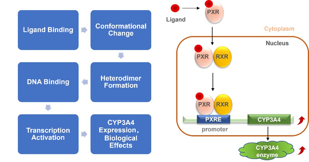 Mechanism of pregnane X receptor activation