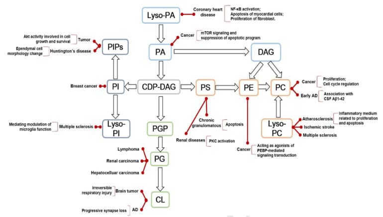 Major phospholipid types in glycerophospholipids and their associated diseases Major phospholipid types in glycerophospholipids and their associated diseases