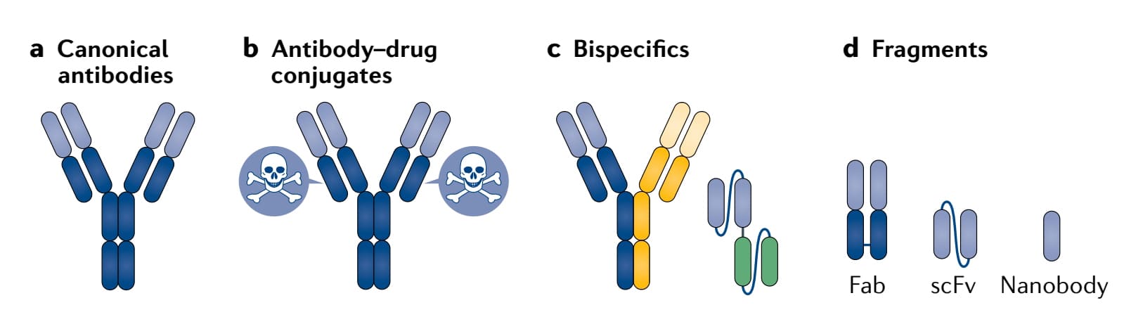 Antibody formats: Typical antibody (a), antibody-drug conjugate (b), bispecific antibody (c), and antibody fragments (d). Fragments include antigen-binding fragments (Fabs), single-chain variable fragment (scFv) constructs, and domain antibodies