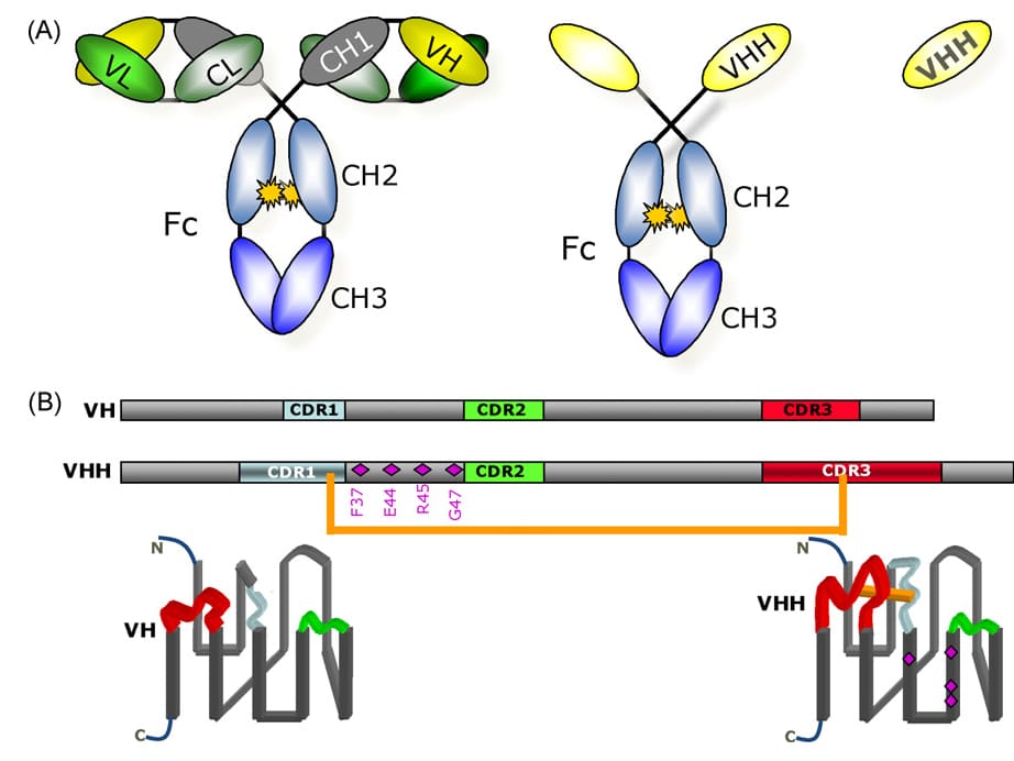 (A) Conventional IgG antibody consists of two identical heavy chains, composed of VH, CH1, CH2, and CH3 domains, and two identical light chains, composed of VL and CL domains. Camelid heavy-chain antibody contains one VHH domain and two constant regions (CH2 and CH3). (B) Differences in amino acid sequences between VH and VHH, and the folded structures of the VH and VHH domains