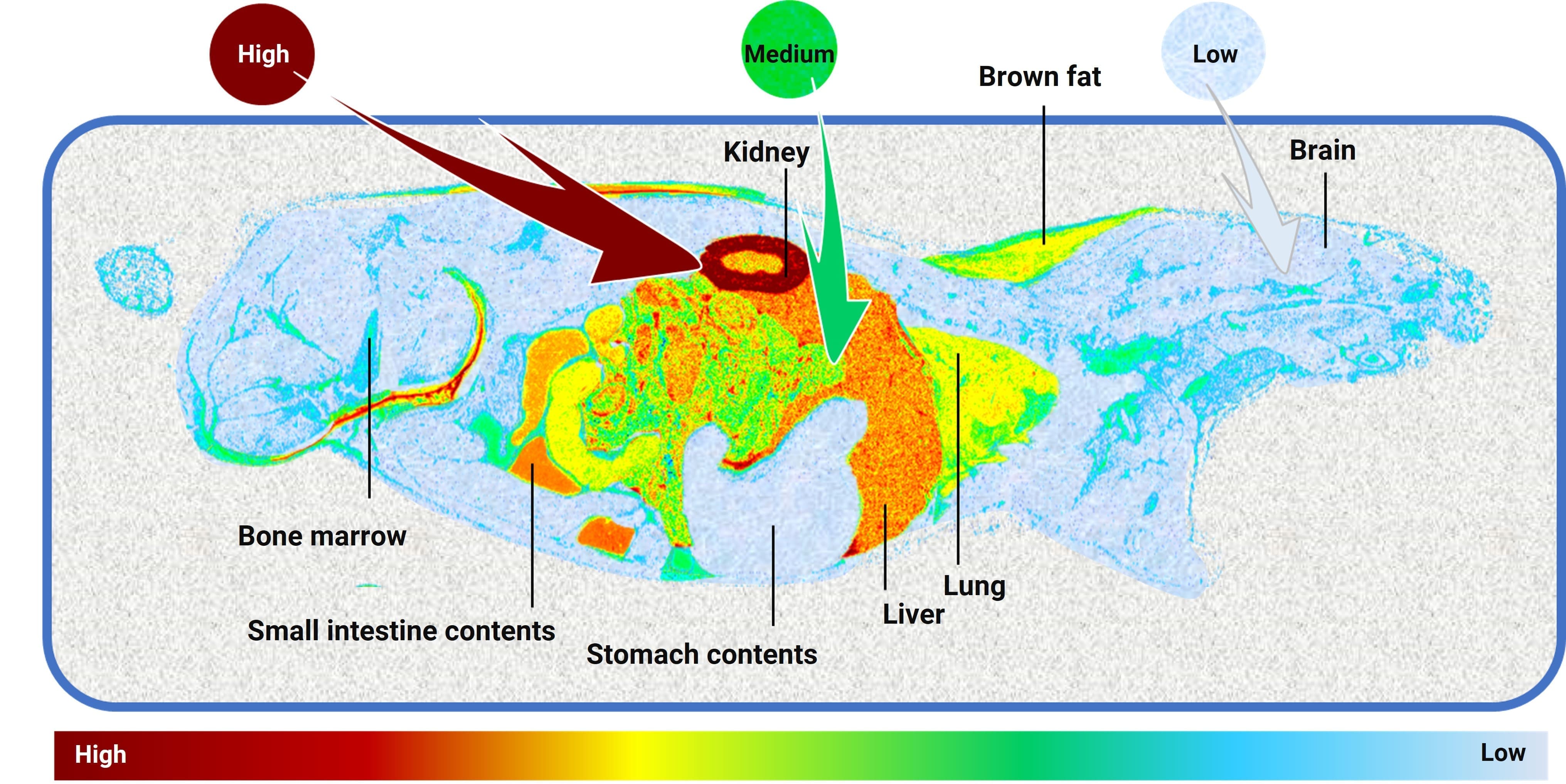 QWBA profile at 24 hours after a single subcutaneous injection of a 14C-labeled GLP-1 peptide in rats QWBA profile at 24 hours after a single subcutaneous injection of a 14C-labeled GLP-1 peptide in rats