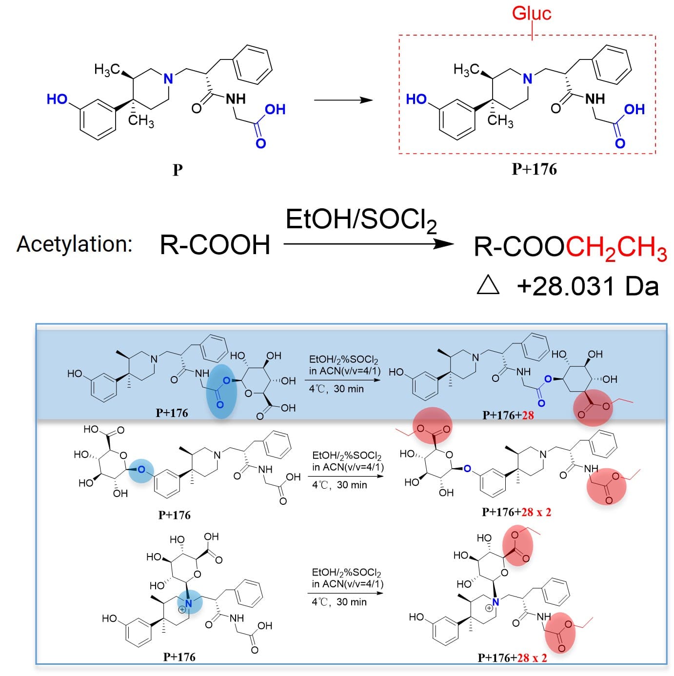 Determining glucuronic acid conjugation site via acetylation reaction (determining whether at the carboxylic acid site)