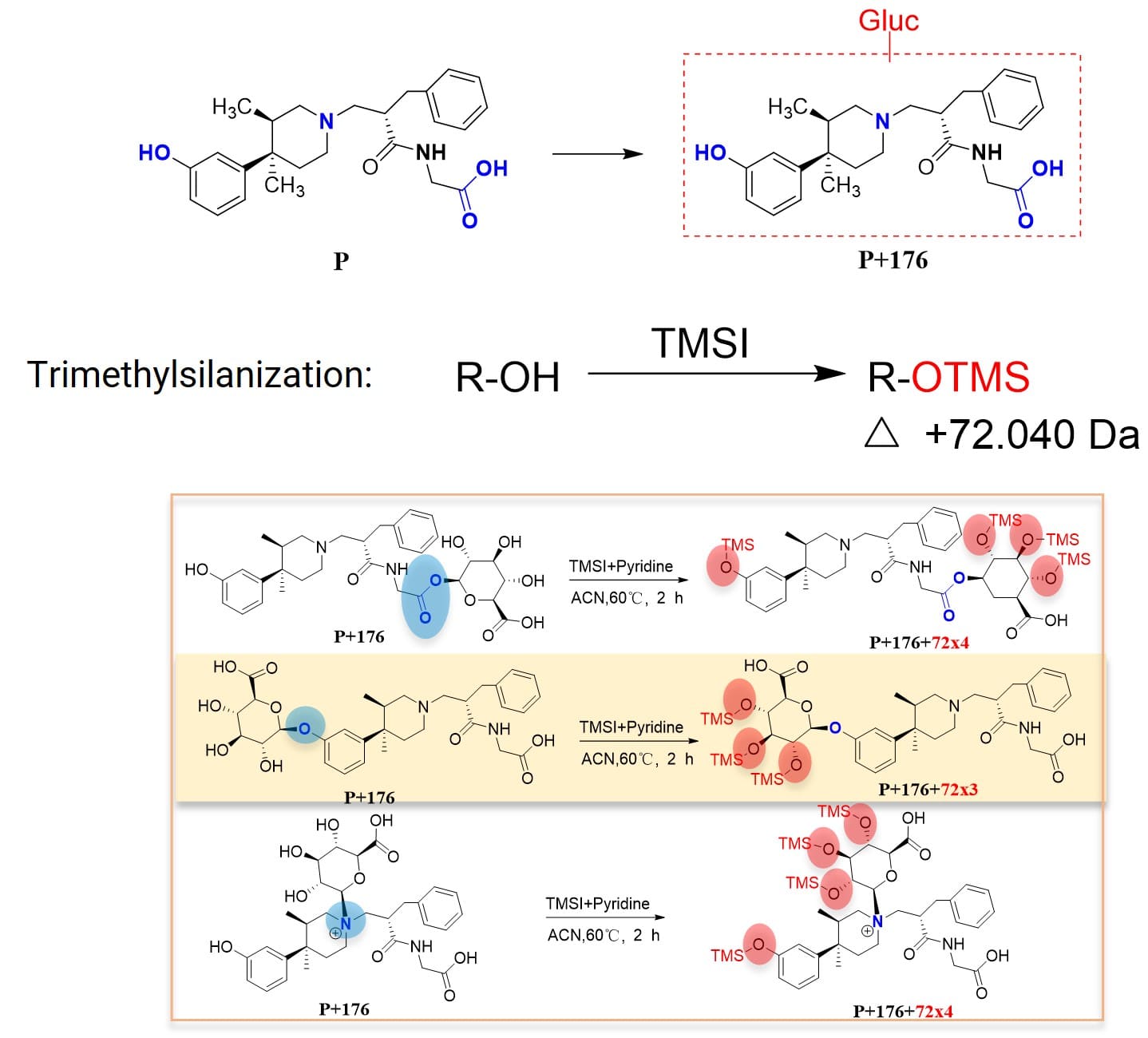Determining glucuronic acid conjugation site via trimethylsilylation reaction (determining whether at phenolic hydroxyl site)
