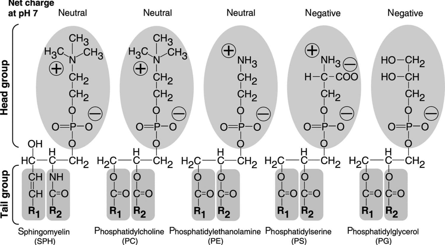 Phospholipid structure Phospholipid structure