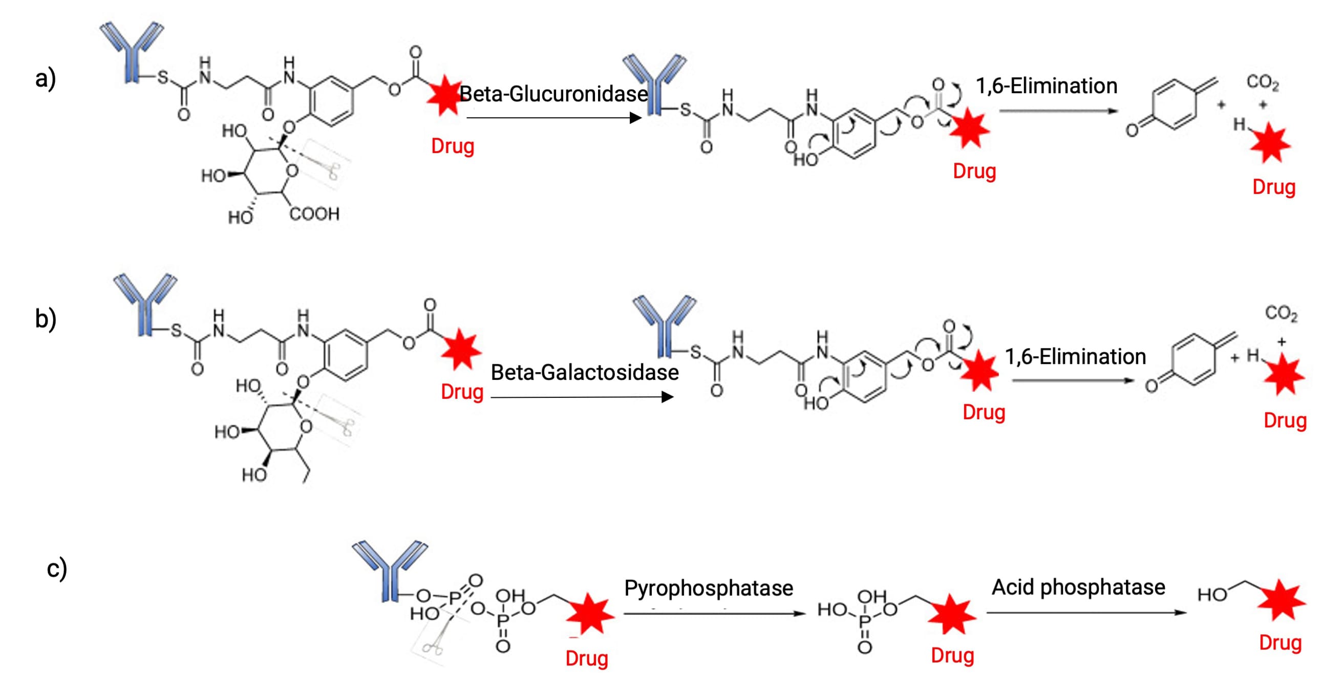 a) β-葡萄糖醛酸糖苷酶、b) β-半乳糖苷酶和 c) 磷酸酶介导的释放