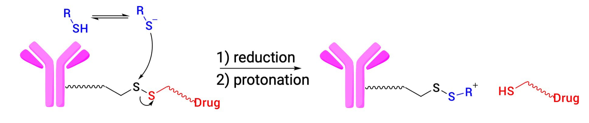Reductive cleavage of disulfide bond linkers