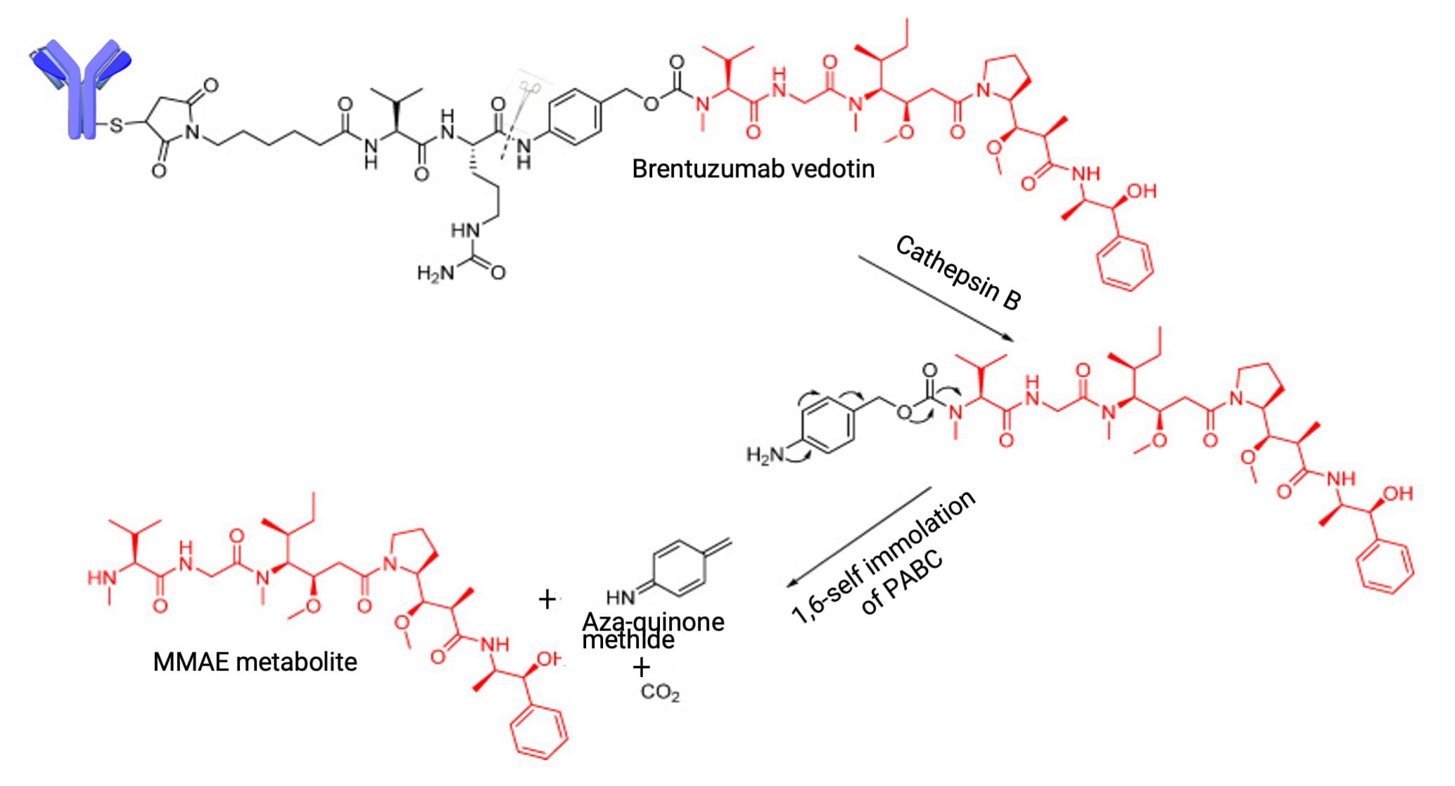 Lysosomal protease cleavage of Valine-Citrulline (VCit) to release payload