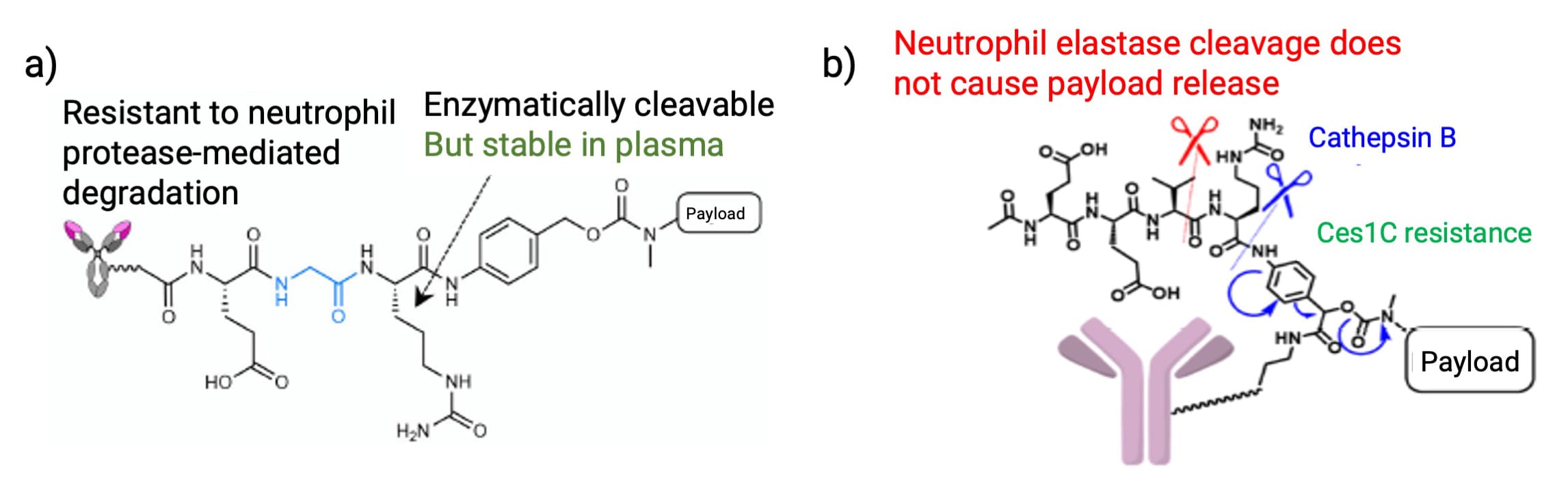 a) EGCit linker and b) Exo-EEVCit linker structure