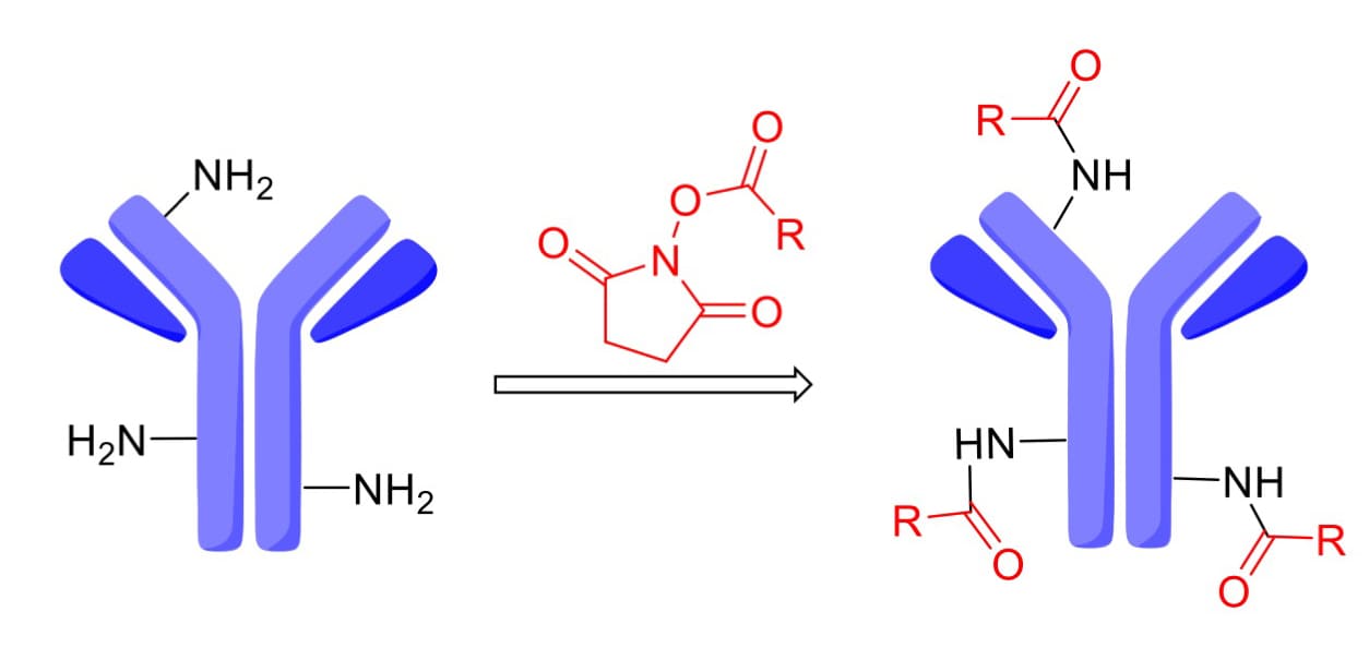 Conjugation of N-hydroxysuccinimide (NHS) with lysine residues on an antibody
