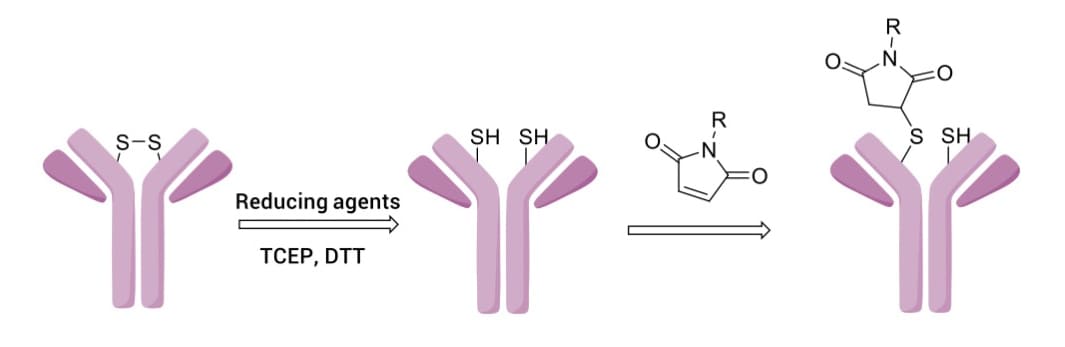Maleimide conjugation with antibody interchain cysteine (generated by disulfide reduction) to produce thiosuccinimide