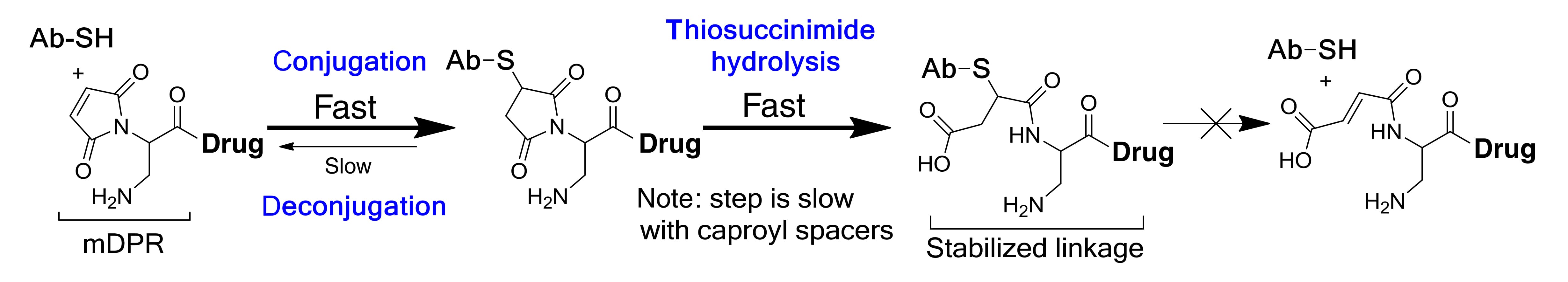Ring-opening hydrolysis of self-stabilizing maleimide (mDPR)