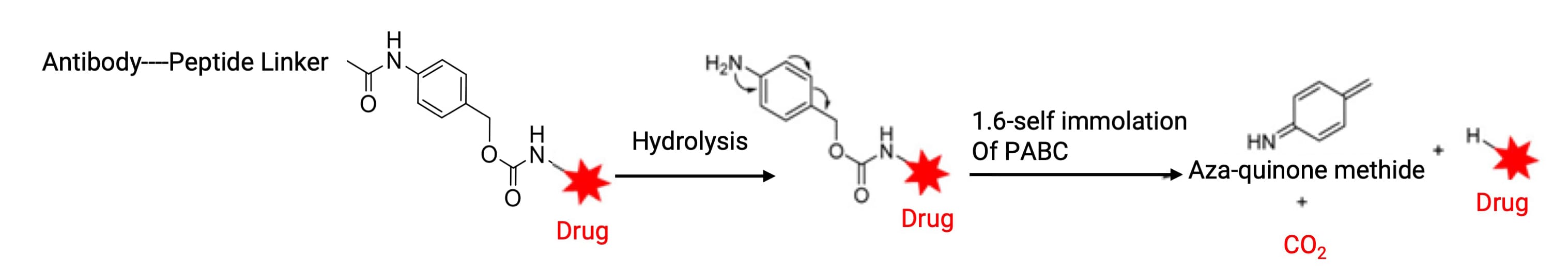 Self-immolation of para-aminobenzyl carbamate (PABC)