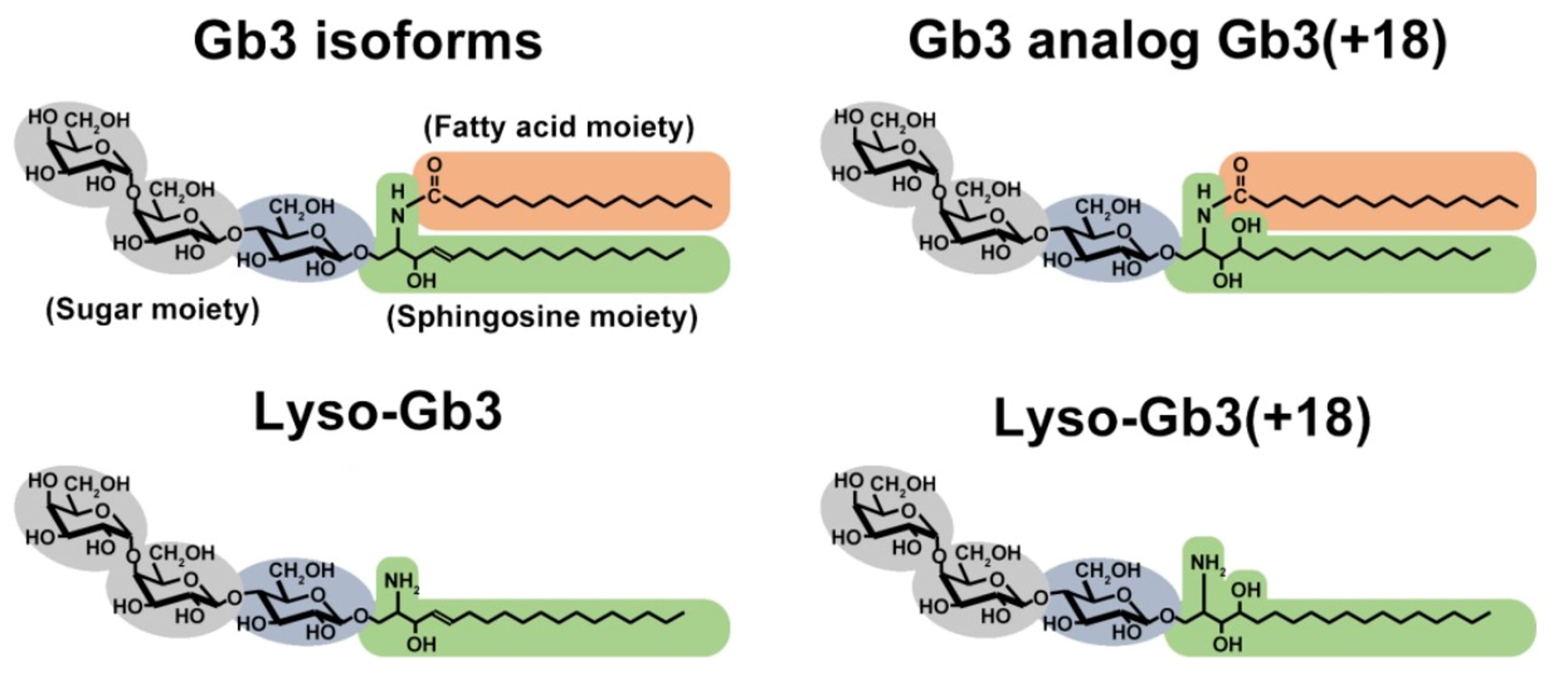 Schematic structure of Gb3 and Lyso-Gb3, as well as analogs Gb3 (+18) and Lyso-Gb3 (+18) Schematic structure of Gb3 and Lyso-Gb3, as well as analogs Gb3 (+18) and Lyso-Gb3 (+18)